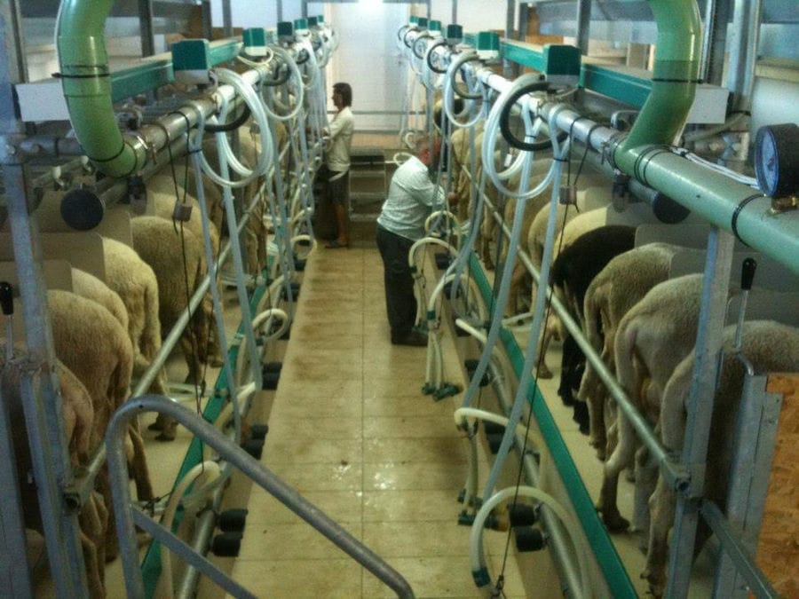 two men working in a milking room in 'Vasilas Dairy' sheeps farm